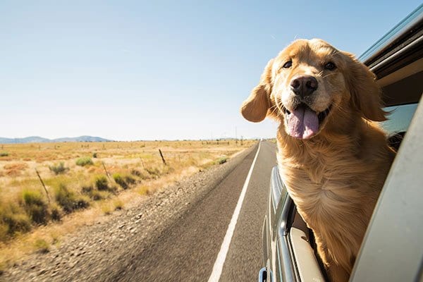 Dog with head out window