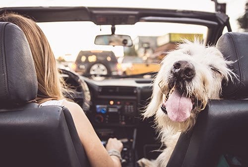 Dog in Car