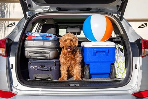 Dog in Trunk