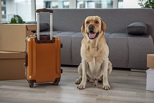Dog with Suitcase